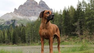 A Rhodesian ridgeback stands in a field in front of a forested and mountainous background