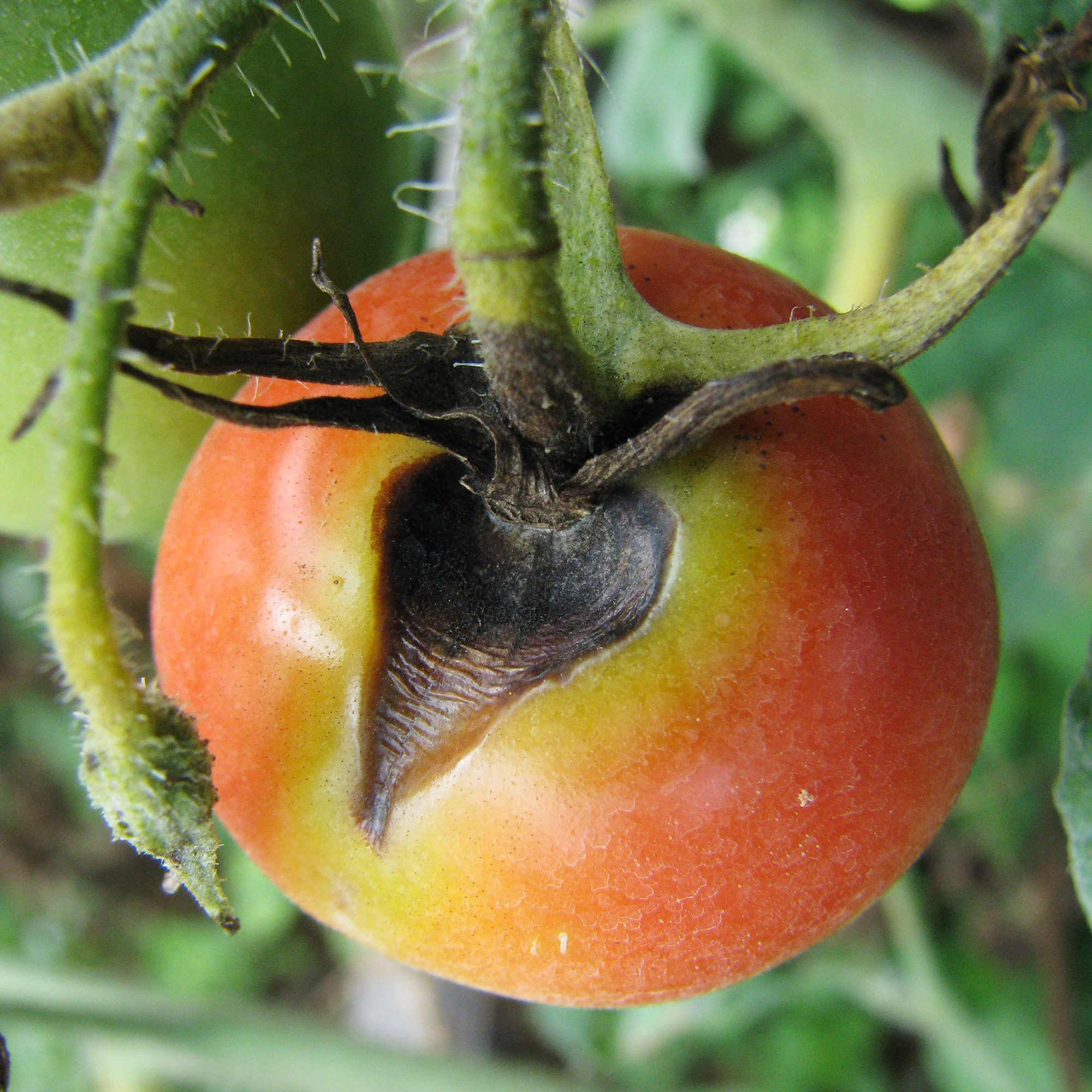 Early blight on tomatoes – Alternaria disease