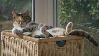 Cat lying in basket, chilling out