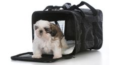 Shih Tzu puppy in soft crate for dogs