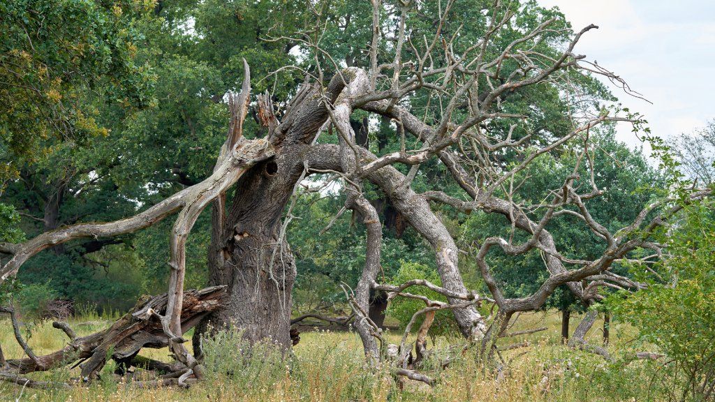 Branches hanging from a dead tree