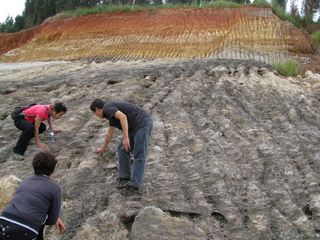Researchers discovered the fossilized peach pits at the site of a construction project in Kunming, China.