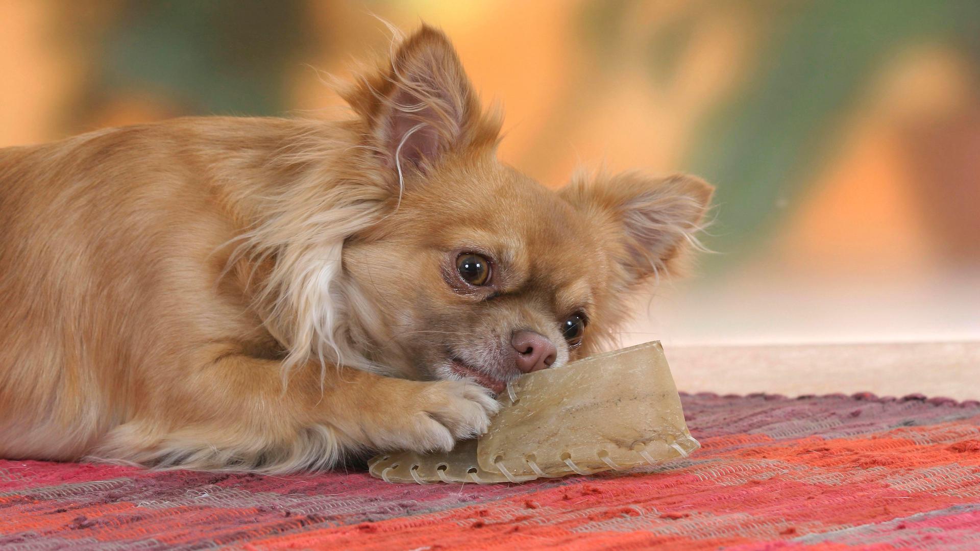 Chihuahua with chew toy