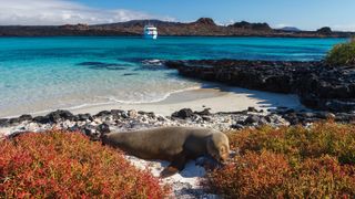 A sea lion lounges on the beach while a cruise ship sails in the shimmering blue waters.