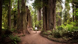Man walking in Redwood National Park