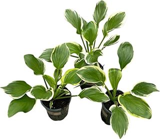 Three Hosta plants in pots