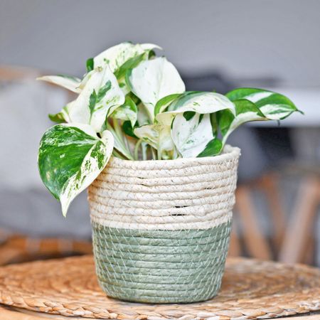 Manjula pothos in pot on table