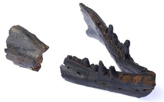 The jaw of the baleen whale ancestor, Janjucetus hunderi, is much stiffer than that of modern baleen whales. It wouldn't have been able to filter feed the way blue and humpback whales do.