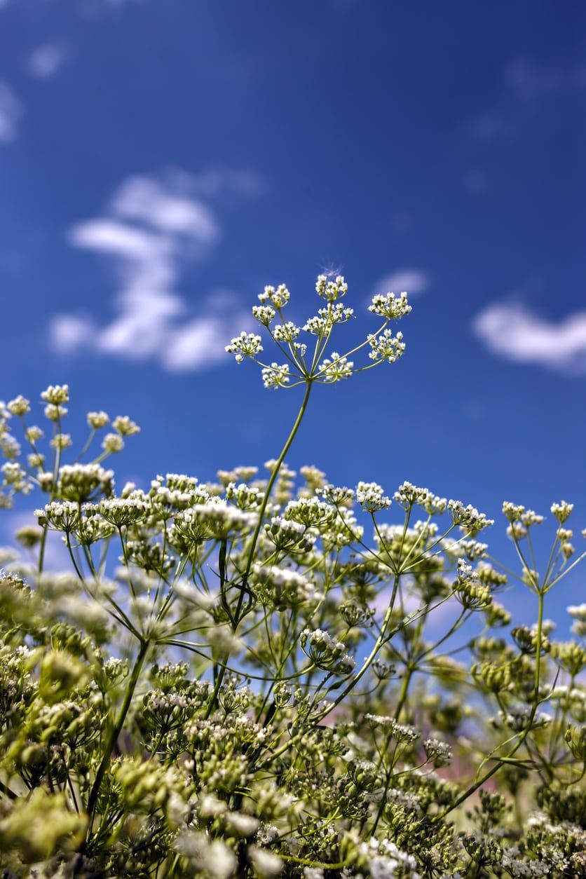 Close Up of White Anise Plant