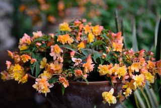 Apricot begonias in container