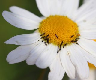 Daisy flower with thrips pests