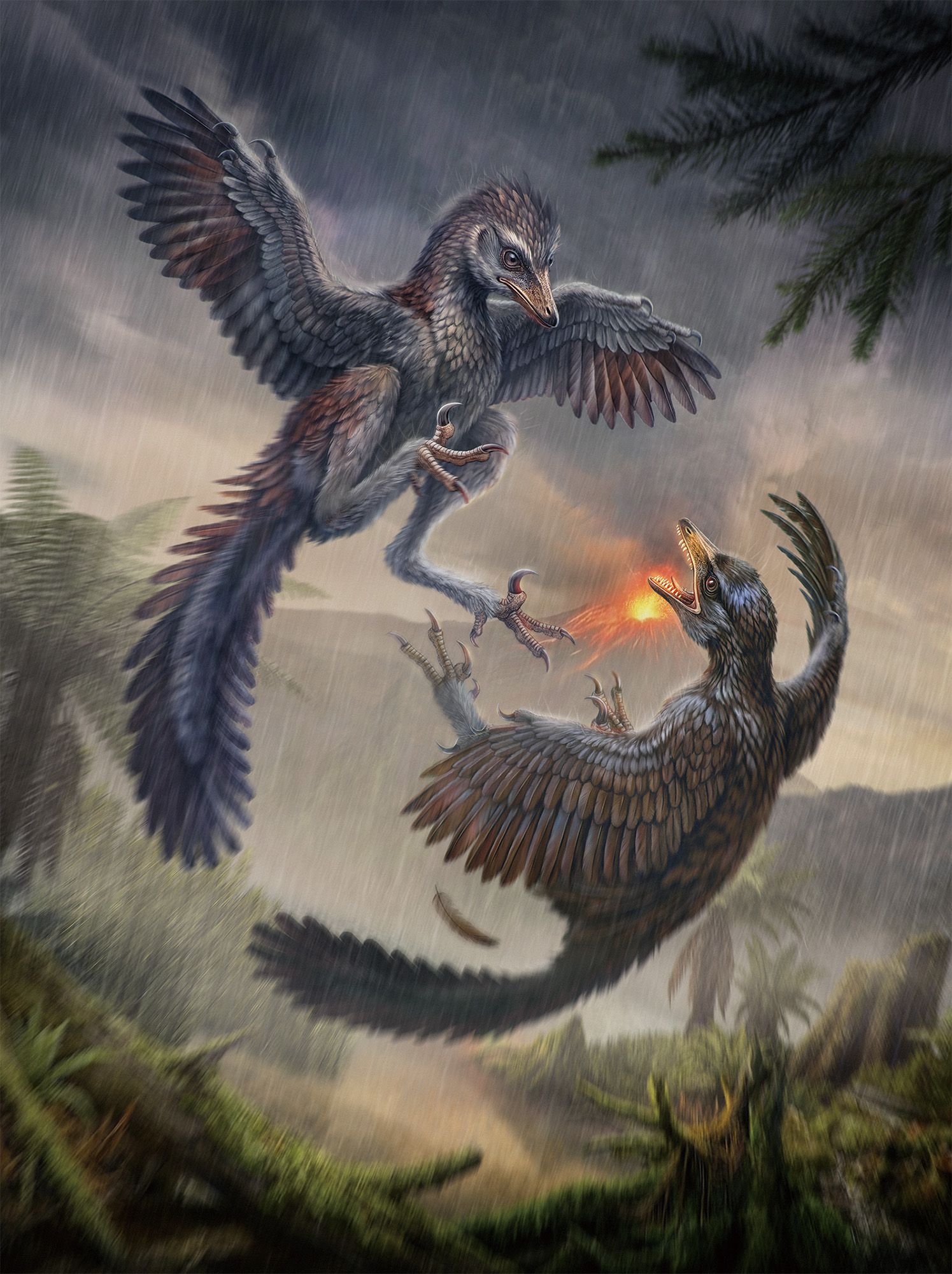 An illustration of two feathered birds attacking each other with a spewing volcano in the background.