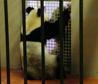 pandas at Edinburgh zoo, panda breeding, panda couples, zoo pandas, endangered species news, animal news, baby animals