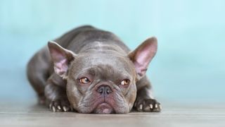 French bulldog looking grumpy like a teenager