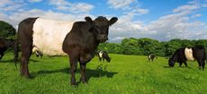 BT1972 Belted Galloway Cattle in Lancashire