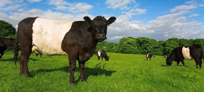 BT1972 Belted Galloway Cattle in Lancashire