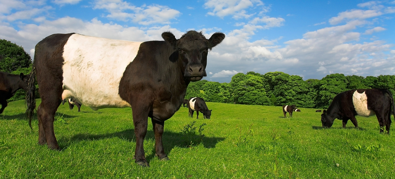 BT1972 Belted Galloway Cattle in Lancashire