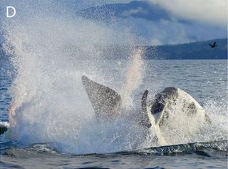 Blood sprays out of the water as a mother orca fights off the violent male trying to capture her newborn calf.
