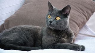 Chartreux cat