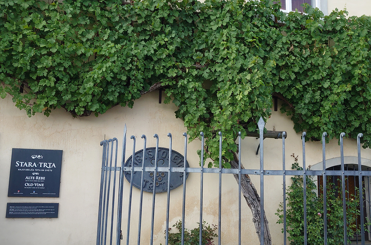 The oldest vine in production in the world