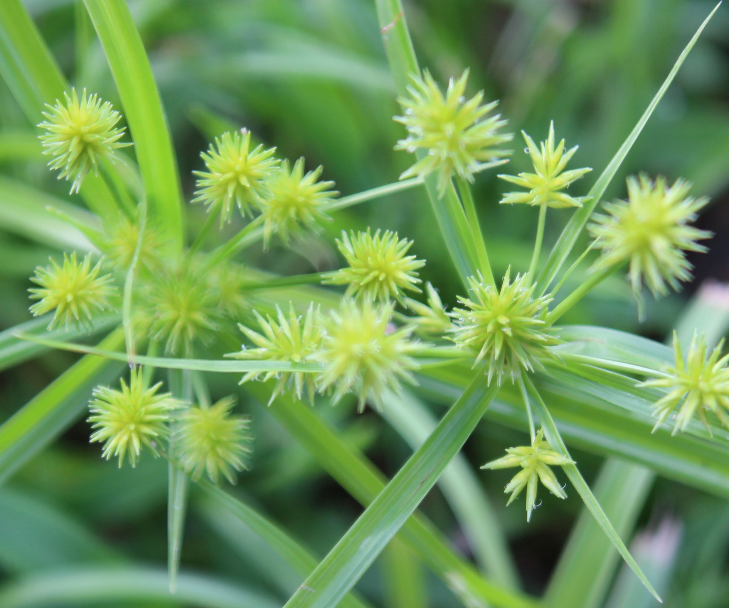 burweed plant showing spiky heads