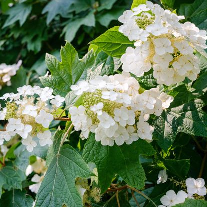 Close-up of oakleaf hydrangea in ornamental garden