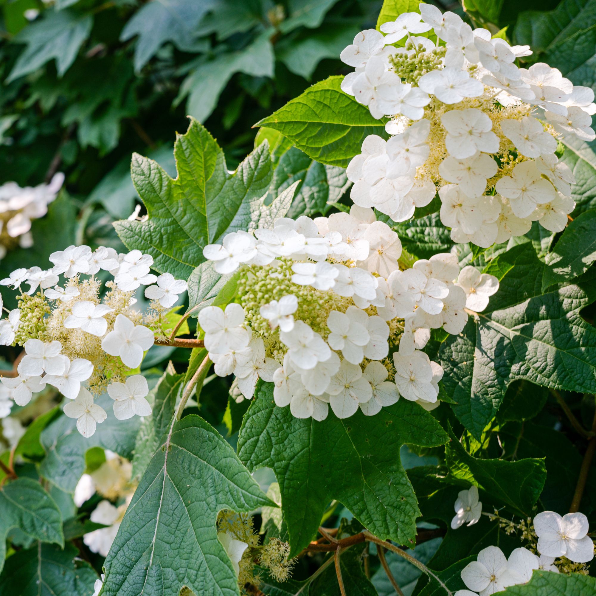 Close-up of oakleaf hydrangea in ornamental garden