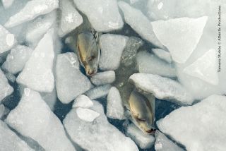 Crabeater seals taking a nap among the sea ice