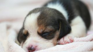 Newborn beagle puppy sleeping