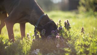 Dog sniffing flowers in the grass
