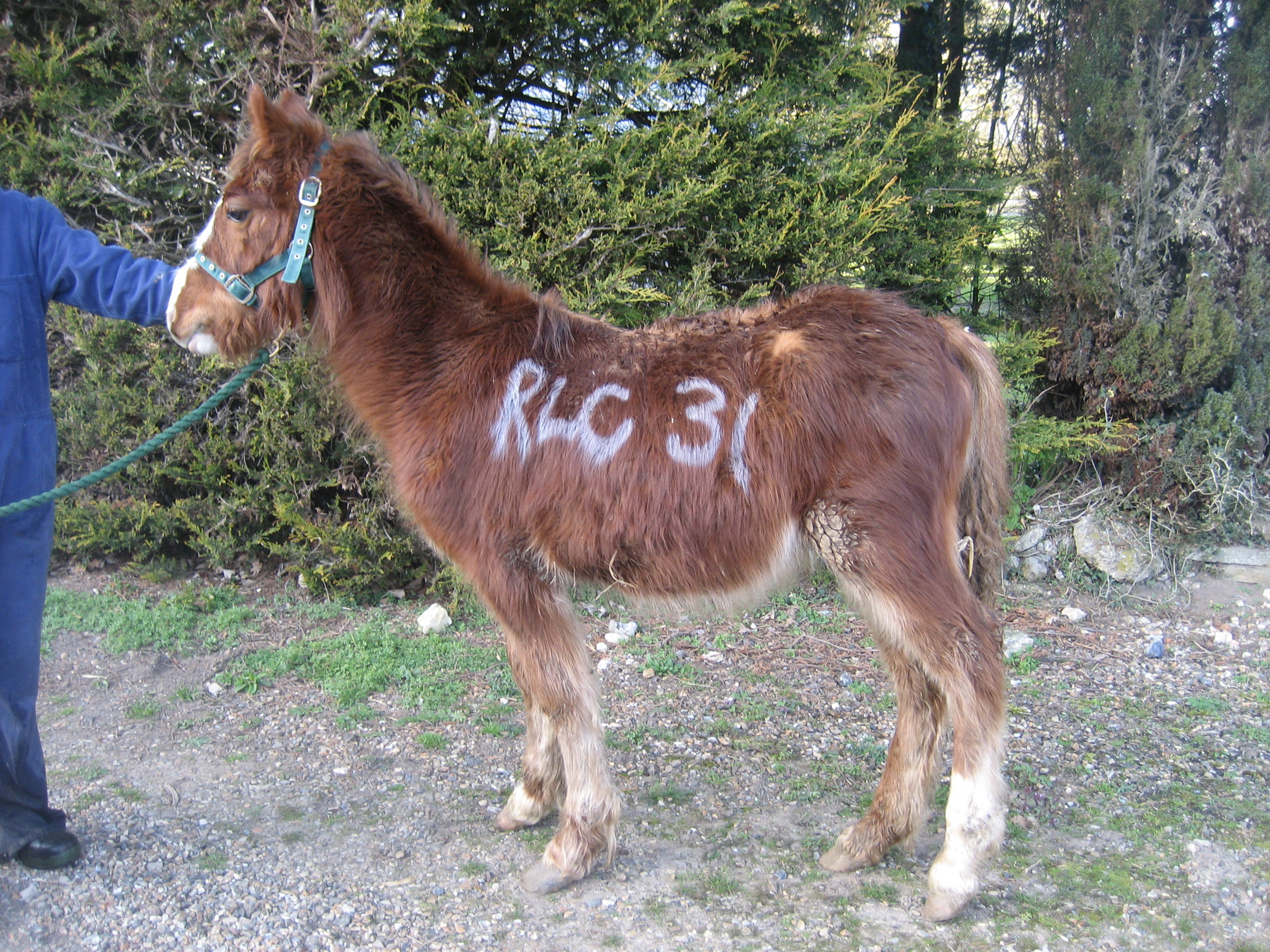 World Horse Welfare Harry Potter