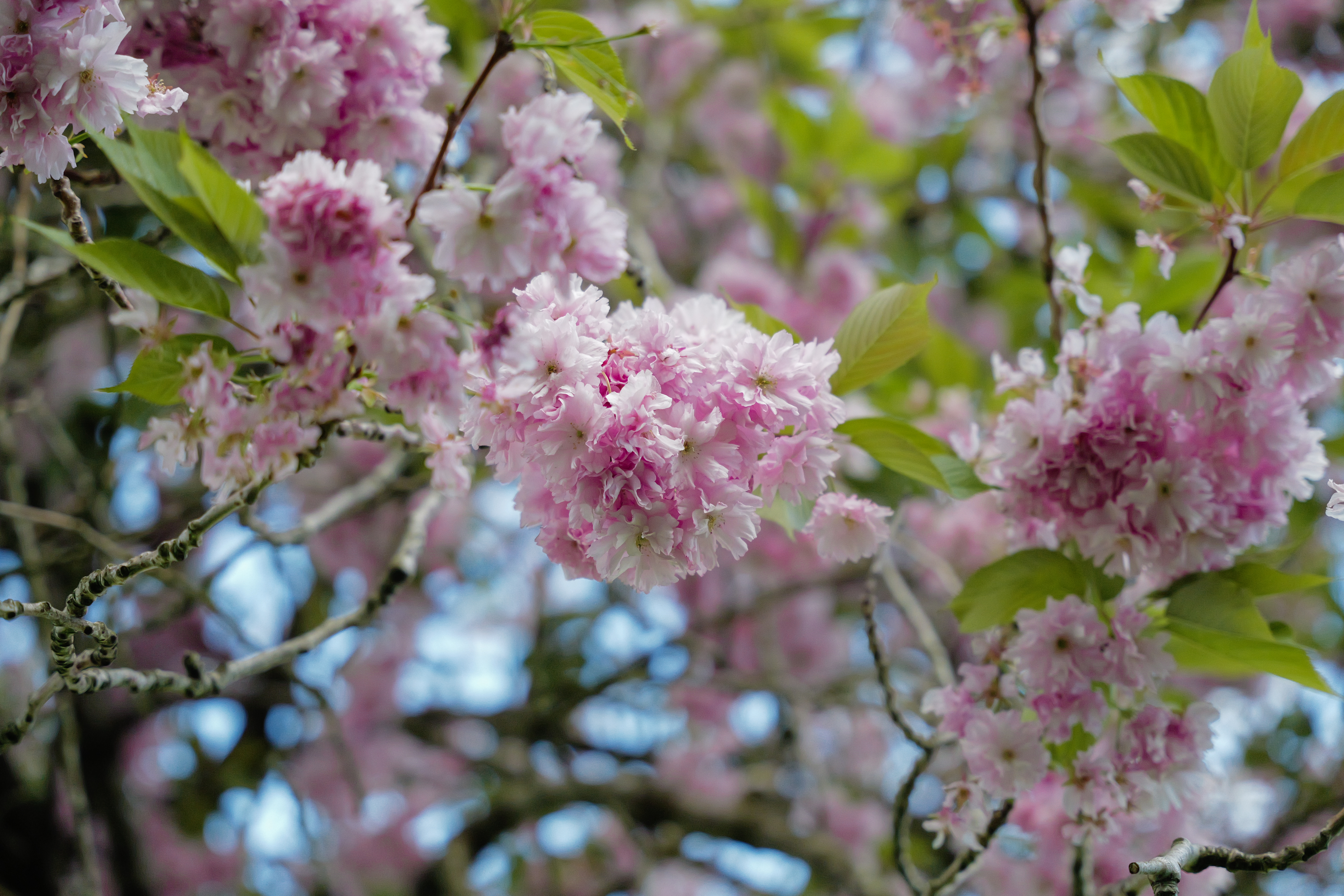 A photo taken on a Leica SL3-S mirrorless camera