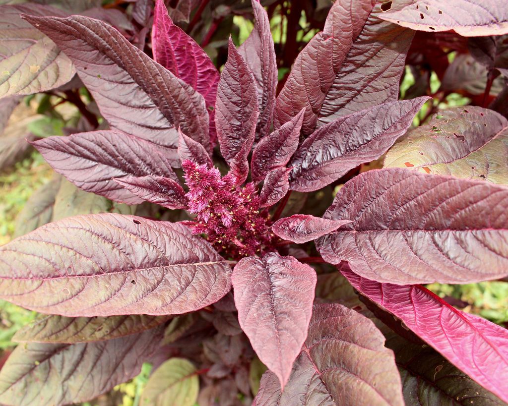 Vegetables to plant in August top 10 crops to sow and grow Gardeningetc