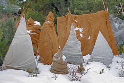 How to use burlap to wrap trees/plants for Christmas and winter