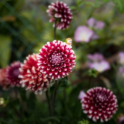 Chrysanthemums in September