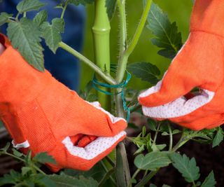 Staking plants to support and secure them