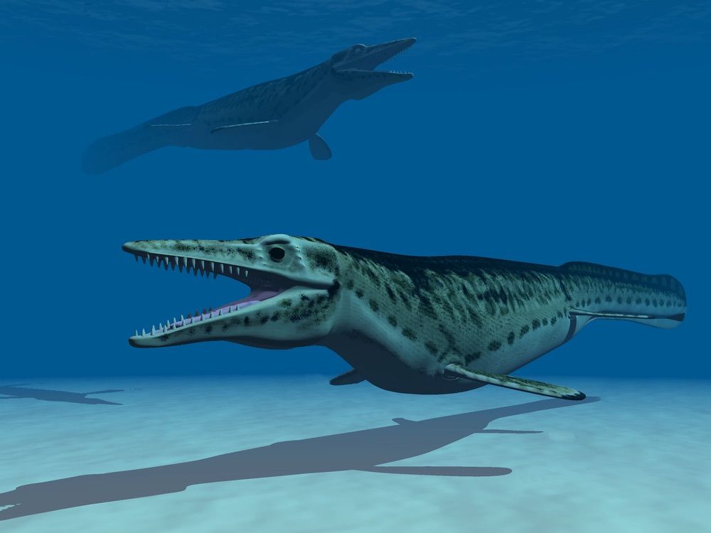 Mosasaurs were huge marine reptiles that ruled the seas during the dinosaur age. Shown here, a generic illustration of a mosasaur.