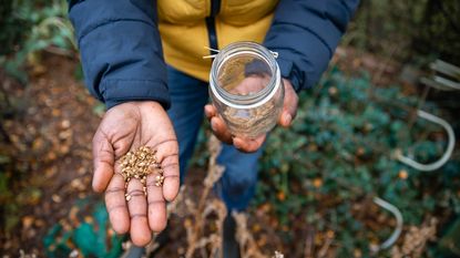 hand of someone harvesting and saving seeds 