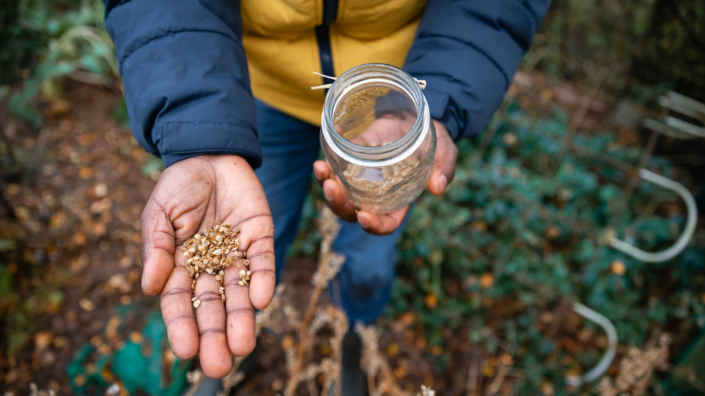 Seed Saving Mistakes Harvesting Seeds From Your Garden