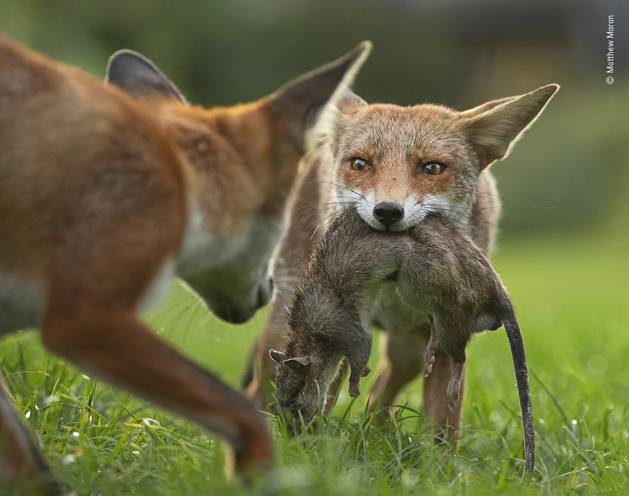 Wildlife Photographer of the Year