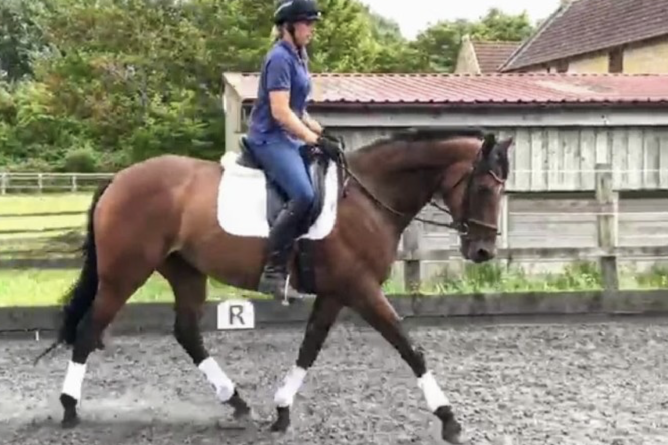 Mares for sale