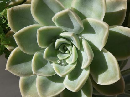 Succulent Plant