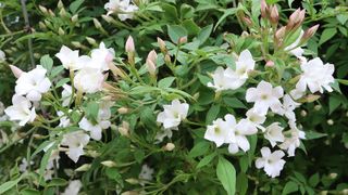white flowers of Poet&rsquo;s Jasmine (Jasminum officinale)