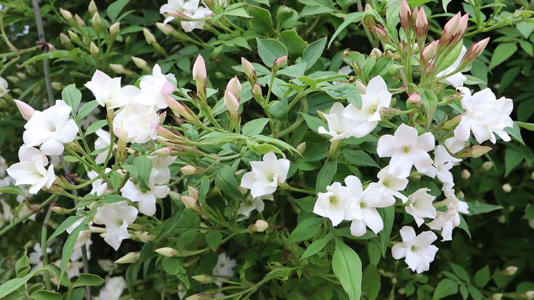 white flowers of Poet’s Jasmine (Jasminum officinale)