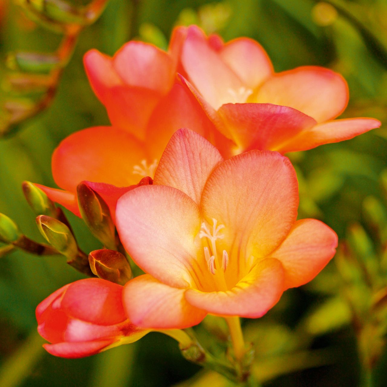 Freesias can light up the early months of the year. But only really if you&#039;re in Spain.