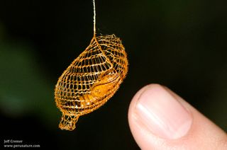 The cocoon of a urodid moth.