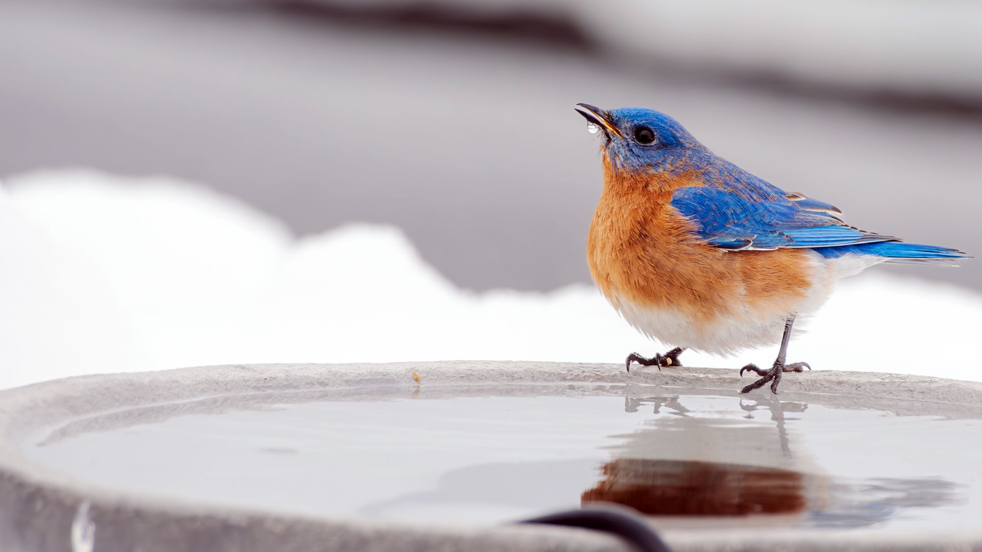 4 Smart Ways to Winterize Your Bird Bath and Stop This Life-Giving Water Supply Freezing Over