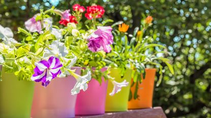 care tips for summer containers planted with summer bedding plants