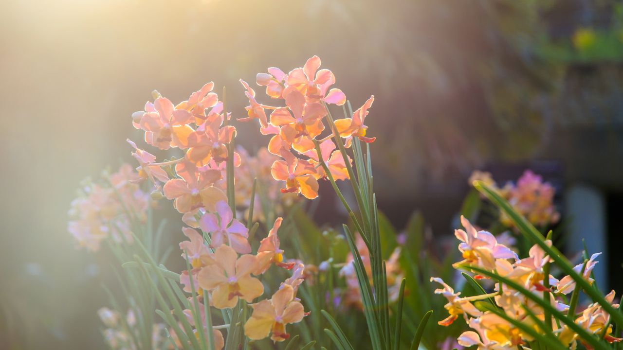 Can you grow orchids outdoors