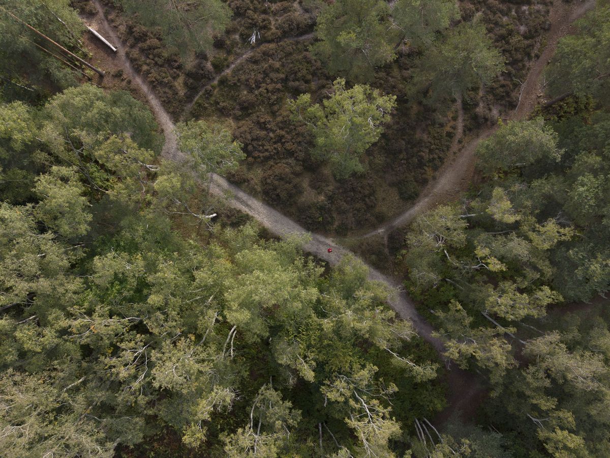 DJI Mini 5 Pro sample photos: an aerial view of a woodland